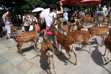 卡蜜儿·克劳岱尔