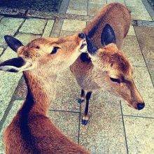 卡蜜儿·克劳岱尔