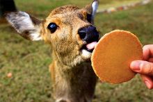 卡蜜儿·克劳岱尔