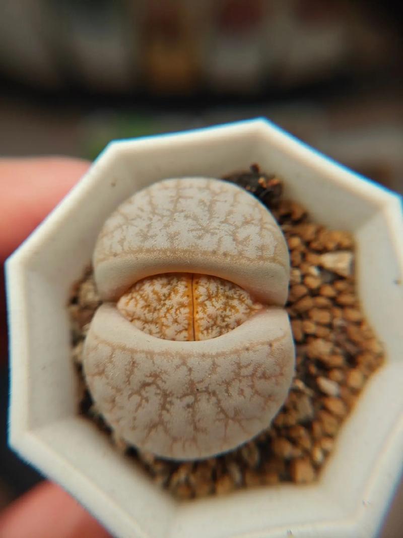 关于阿斯特丽德