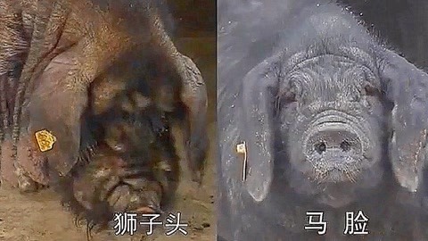 再见东京（国语版）