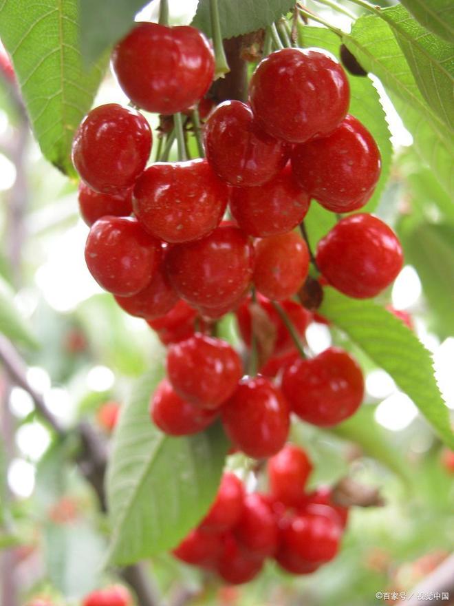 关于阿斯特丽德